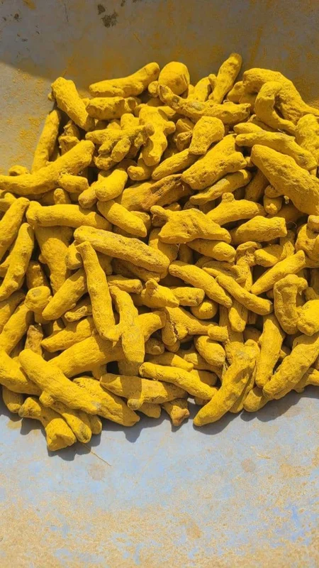 Salem Turmeric Finger - Food & Agriculture by Grdlines