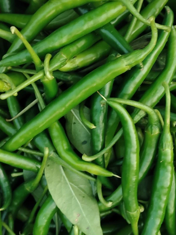 Fresh G4 Green Chilli - Food & Agriculture by Nature Fresh World