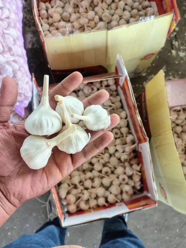 Local Indian Whole Bulb Garlic - Food & Agriculture by Hadoti Fresh Foods LLP