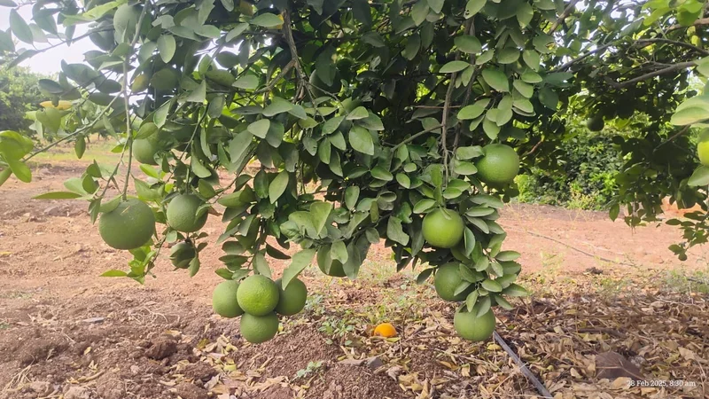 Bulk B Quality Mosambi for Juice - Food & Agriculture by Sri Padmavathi Fruit Merchent