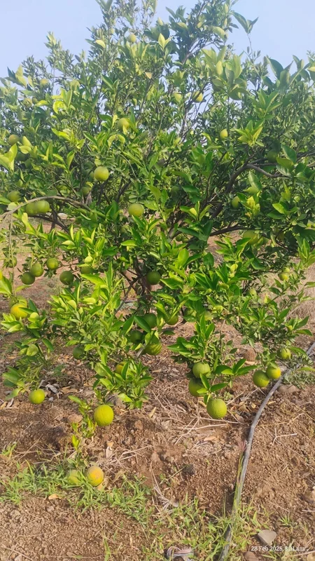 Commercial Mosambi Oranges - Food & Agriculture by Sri Padmavathi Fruit Merchent